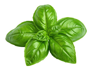 Fototapeta premium Fresh green basil leaves arranged in a circular, vibrant cluster