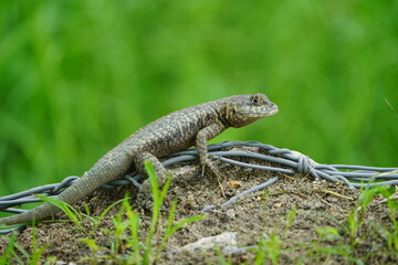 Fototapeta premium The animal in the image is a lizard commonly known as a calango or stone lizard, specifically from the genus Tropidurus. Fortaleza - Ceará, Brazil.