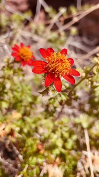 Cape Dogweed Close-Up of Desert Wildflower Blooming in Baja California | Botanical Nature Macro Footage