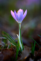 Obraz premium crocus