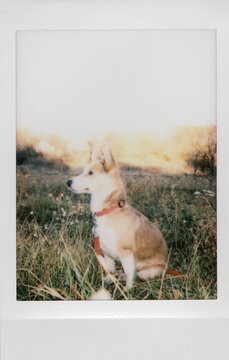 A dog sits in a meadow and looks into the distance