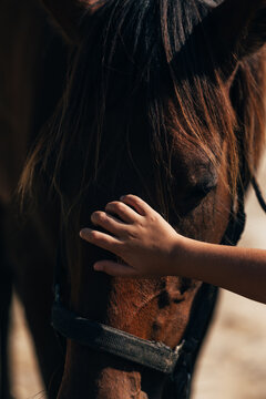 Child gently touching a horse in sunlight