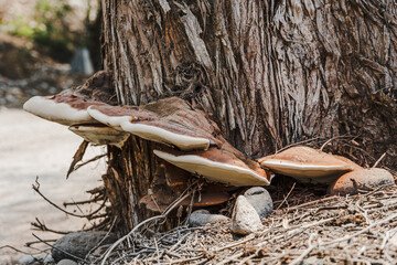 Large bracket fungus growing at the base of a tree trunk in a dry forest environment. © Marcelo