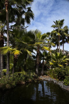 Palm trees in Jardin Sitio Litre in Puerto de la Cruz, Tenerife, Canary, Canary Islands, Spain, Europe
