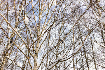 Fototapeta premium Pigeons sitting on snow covered birch tree branches. Winter nature scene with birds perching on bare trees against a bright sky. Seasonal landscape.