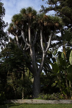Dragon tree in Jardin Sitio Litre in Puerto de la Cruz, Tenerife, Canary, Canary Islands, Spain, Europe
