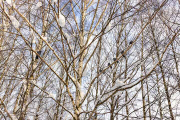 Birch trees with snow on branches and birds against a bright blue sky. Winter nature scene for seasonal backgrounds and outdoor concepts.