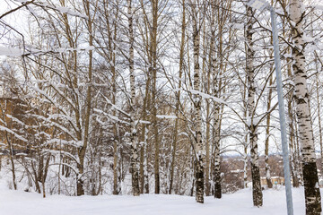 Winter landscape with snow-covered birch trees and a bright modern street lamp, depicting a cold frosty day in a forest or park.