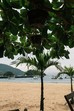 Tropical Beach View Through Green Canopy
