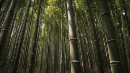 Fototapeta premium Tall Bamboo Forest Canopy with Sunlight Filtering Through Green Leaves.