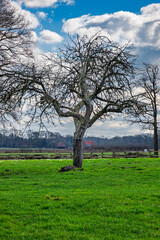 Fototapeta premium tree in the field
