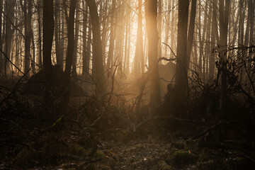 Mglisty poranek w lesie z promieniami słońca – tajemniczy krajobraz natury © Elżbieta Kaps