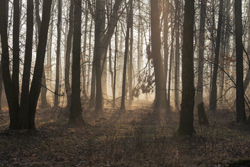 Mglisty poranek w lesie z promieniami słońca – tajemniczy krajobraz natury © Elżbieta Kaps