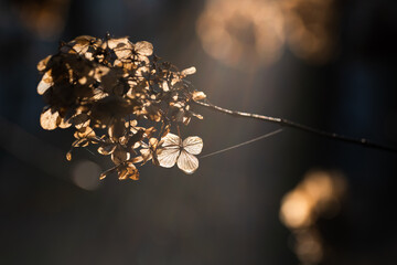 Suche kwiaty hortensji w ciepłym świetle porannego słońca © Elżbieta Kaps