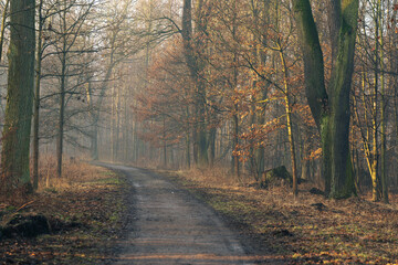 Wiosenny mglisty i słoneczny poranek w parku.  © Elżbieta Kaps