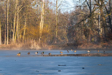 Wiosenny mglisty i słoneczny poranek w parku.  © Elżbieta Kaps