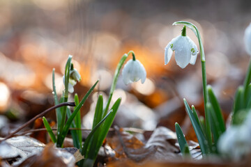 Przebiśniegi w porannym słońcu z kroplami rosy – pierwsze oznaki wiosny © Elżbieta Kaps