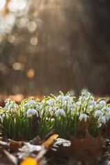 Przebiśniegi w porannym słońcu z kroplami rosy – pierwsze oznaki wiosny © Elżbieta Kaps