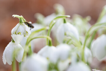 Przebiśniegi w porannym słońcu z kroplami rosy – pierwsze oznaki wiosny © Elżbieta Kaps