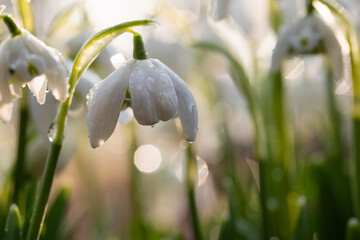 Przebiśniegi w porannym słońcu z kroplami rosy – pierwsze oznaki wiosny © Elżbieta Kaps