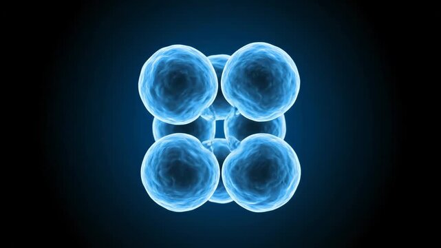 Cell division process showing mitosis from a single zygote to an early embryo. Scientific visualization of cellular reproduction and microscopic biology for medical or educational use