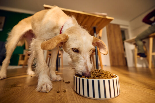 Dog eats at home