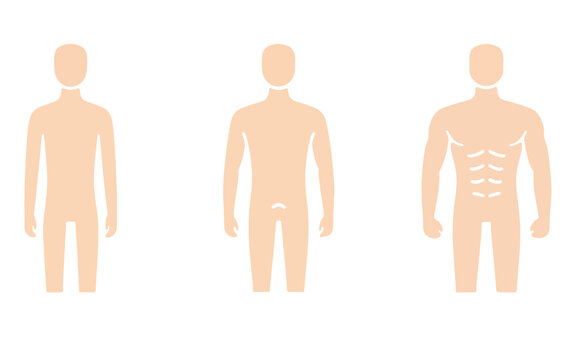 Male Body Types: Ectomorph, Mesomorph, Endomorph Physique Comparison Illustration