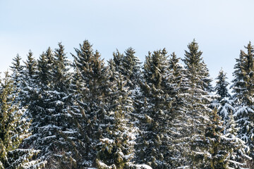 Mit Schnee bedeckte Nadelb&auml;ume
