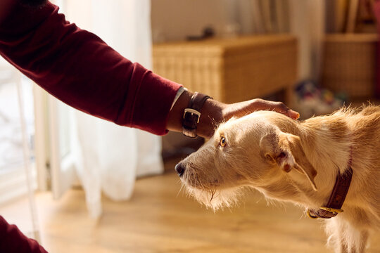 Anonymous man pets his the dog at home