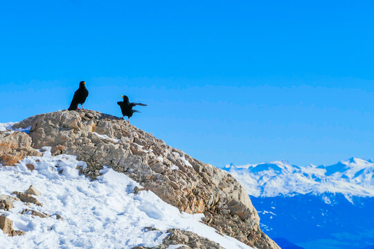 Alpendohlen Dohlen auf der Zugspitze