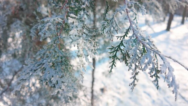 Hoarfrost-covered branch of coniferous tree (Thuja) swaying in wind on sunny winter day, close-up. Natural winter scene  featuring on frosty arborvitae conifer with hoar frost. 