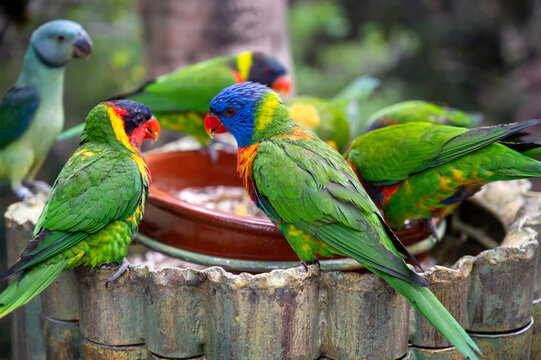 Different colorful parrots birds in Loro Parque on Tenerife close up on trees during morning feeding