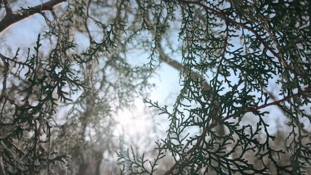 Close-up panorama of juniper branches covered in hoarfrost, backlit by sun. Sunlight shines through coniferous branches. Natural winter scene on frosty, sunny day. Cypress in hoar frost.