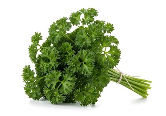Fresh parsley bunch with curly leaves tied with twine