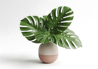 Beautiful Monstera plant in modern minimalist vase