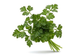 Fresh parsley bunch with green leaves on white background