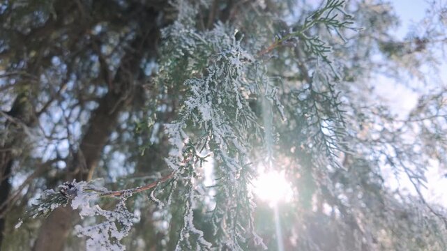 Sun rays shine through hoarfrost-covered thick foliage of cypress, backlit by sunlight, camera moves upward along branches. Natural winter scene featuring frosty conifer tree with hoar frost.