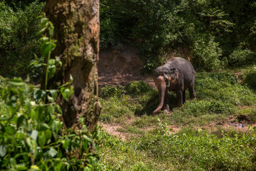 Asian elephant located in a lush, uneven terrain within a sanctuary in Southeast Asia. In the...