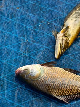 A Katla and Boal fish (Wallago attu) fish is for selling