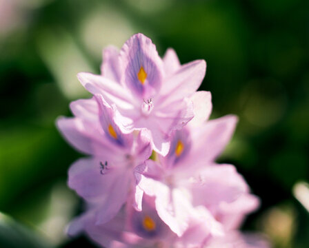 Closeup of pinkish-purple flowers in park