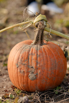 Ripe pumpkins ready for harvest at a pumpkin patch in October.