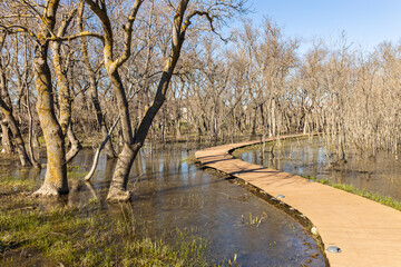 Serpentine wooden boardwalk through flooded wetland forest with bare trees. Nature path for ecological tourism and environmental protection.