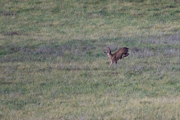 chevreuil en saut