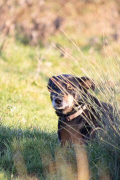chien cach&eacute;e derri&egrave;re le jonc
