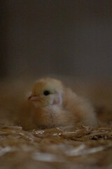 poussin tête sur le coté © Adele