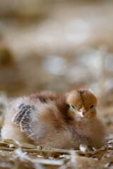 poussin qui dort © Adele