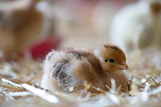 poussin qui se reposent