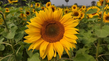 Obraz premium Sunflower garden
