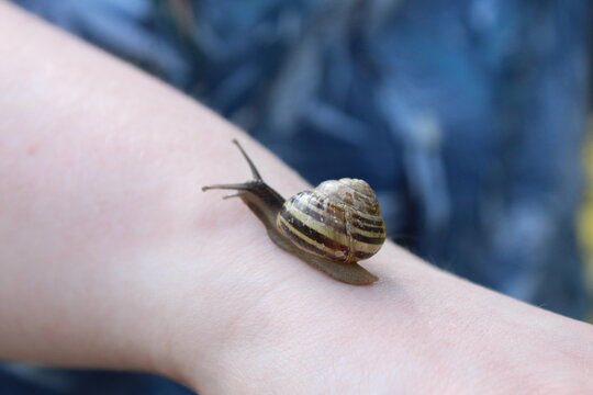 Holding a snail in the garden