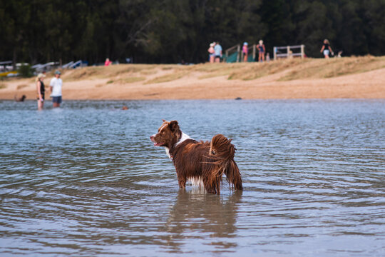 border collie in the sea